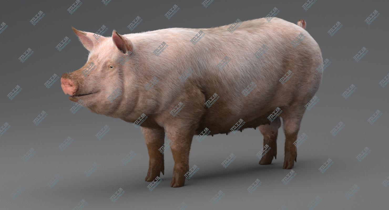 images/goods_img/2021040161/Pig 3D model/4.jpg